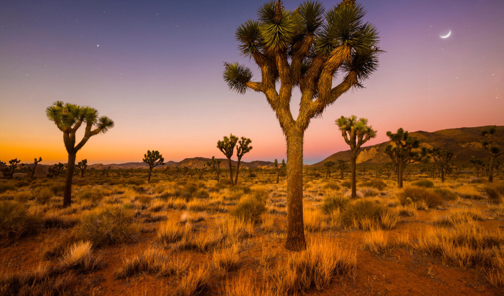 Joshua Trees dot the California desert below a crescent moon at dawn.