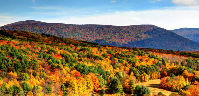Colorful fall foliage creates a forest palette of bright color in the Berkshires.