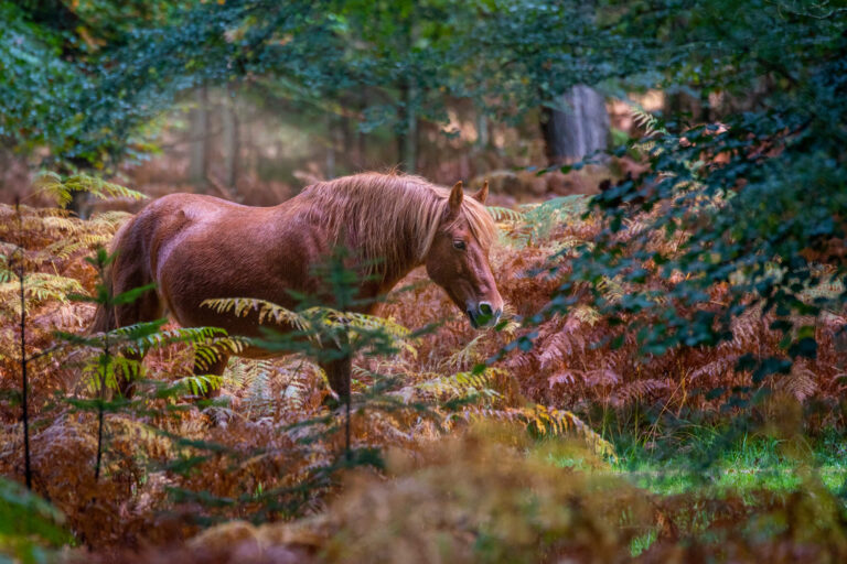 Brown horse foraging for grass in the autumn forest.