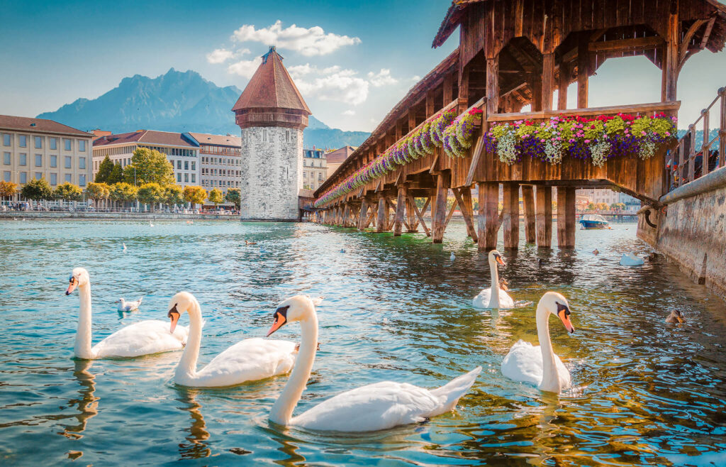 Geese float lazily below Chapel Bridge on Switzerland's Lake Lucerne.