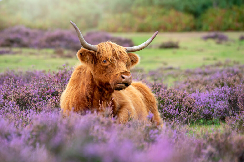 Long-haired cow surveys its surroundings amid flowering purple heather in a grassy field.