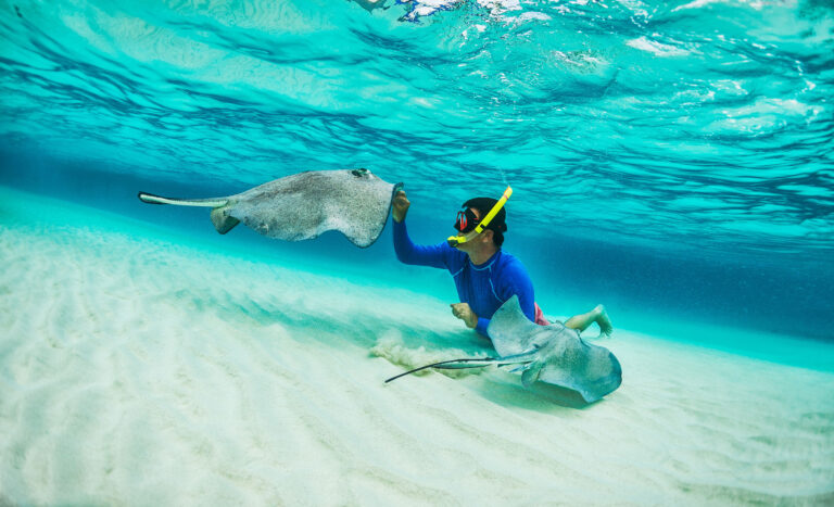 Swim With the Stingrays on Grand Cayman