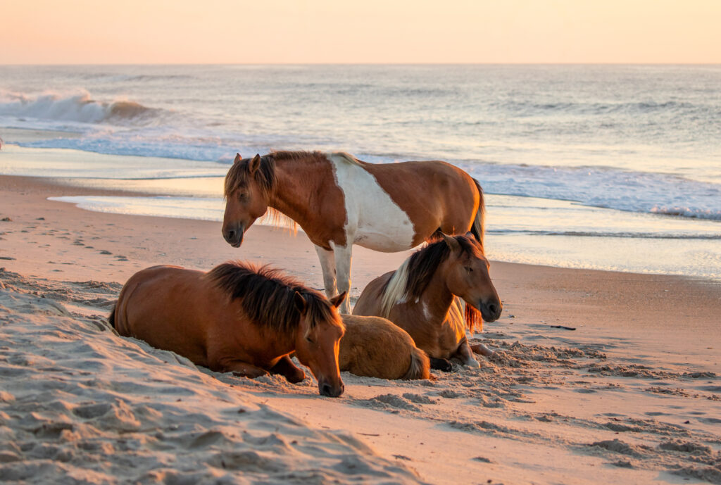 Wild horses on Assateague Island at sunrise