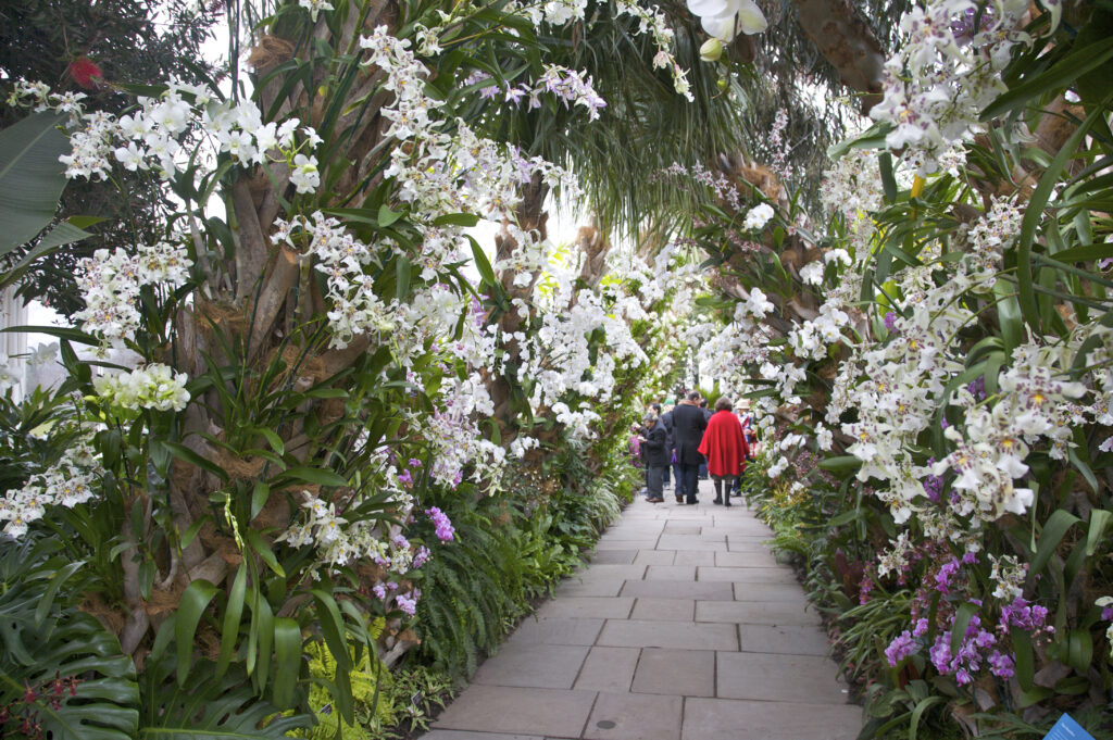 Orchid path, Orchid Show, Cuba in Bloom, at the Enid Haupt Conservatory, The New York Botanical Gardens, The Bronx, New York