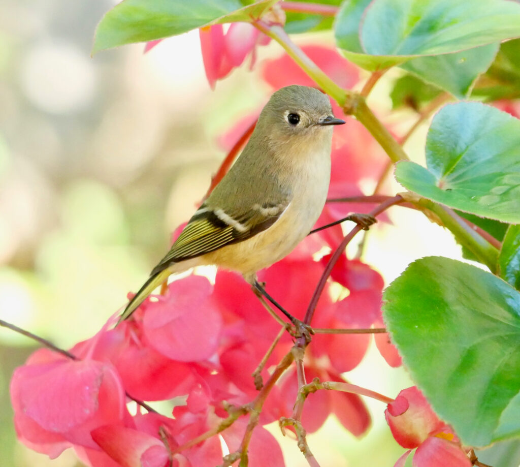 Ruby-crowned kinglet perched among flowers in Williamsburg Botanical Garden, Virginia.