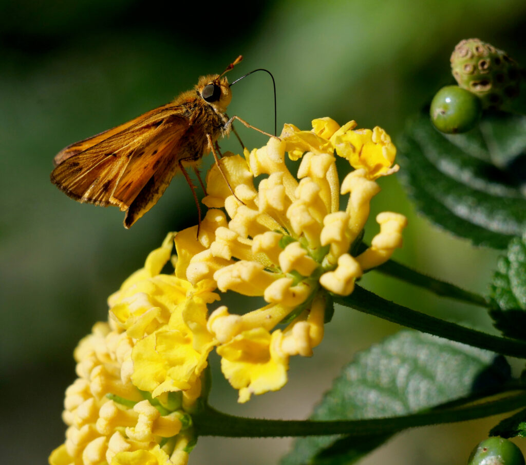 Male fiery skipper butterfly feeding on a lantana flower in Williamsburg Botanical Garden, Virginia.
