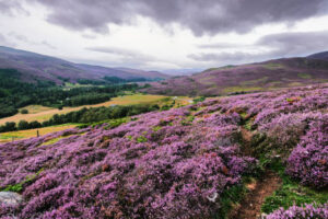 Wild Enchantment