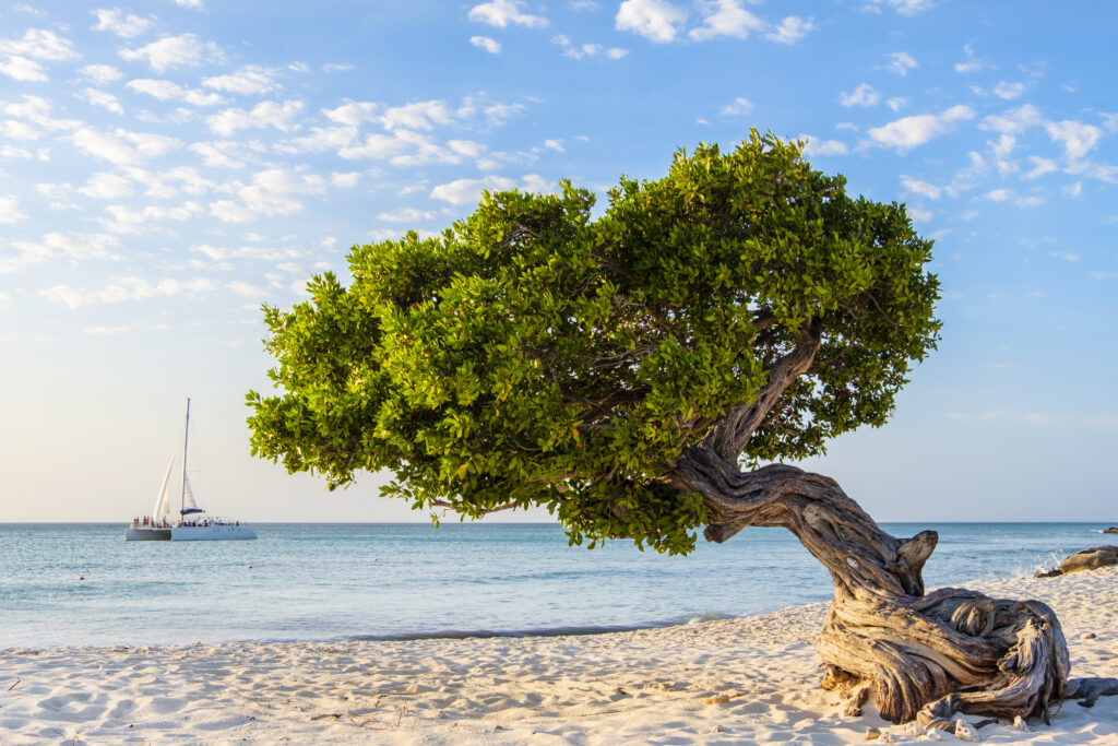 A wind-shaped divi-divi tree stands on a white-sand beach overlooking calm blue water and a sailboat offshore.